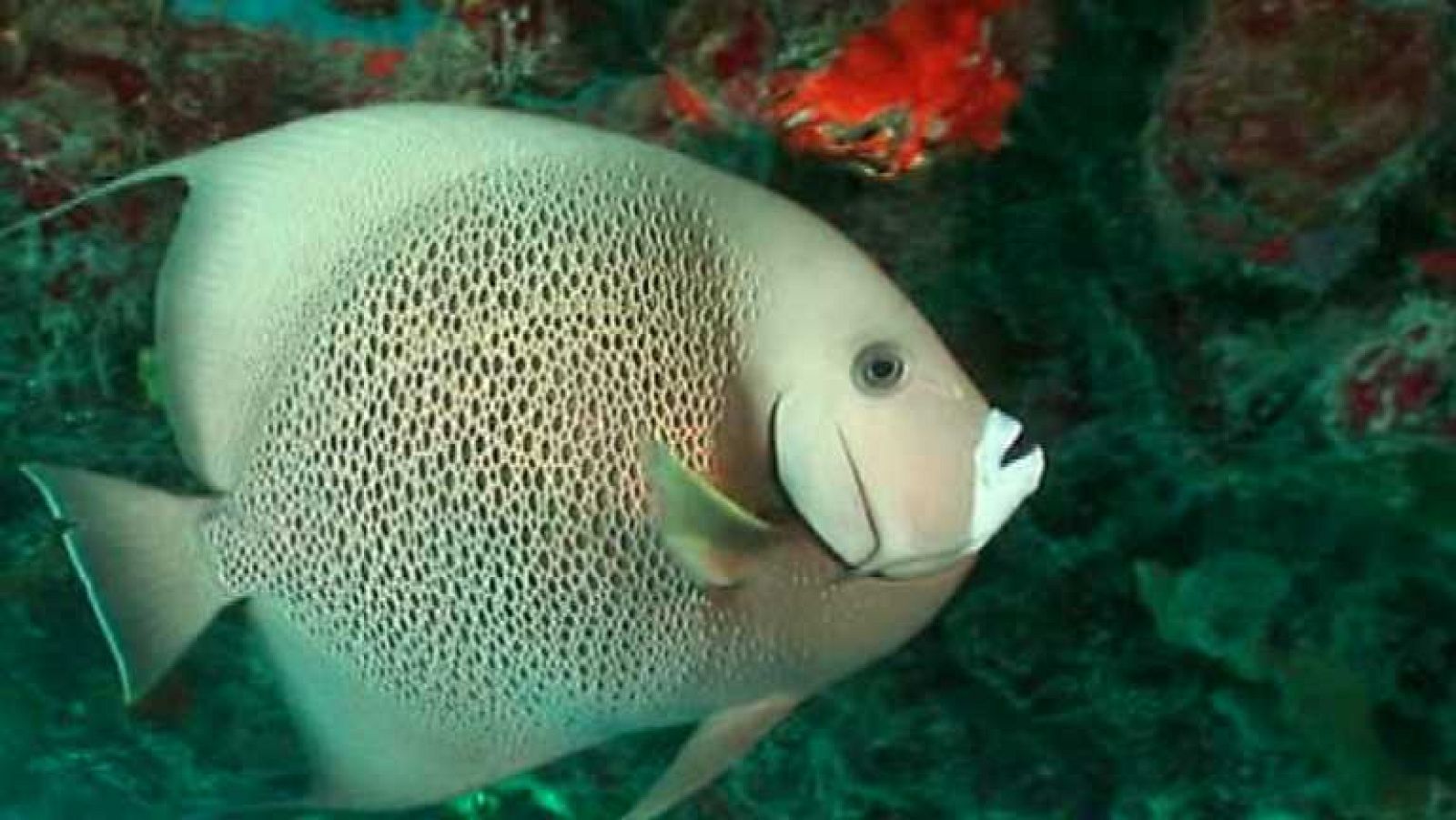 Paraísos submarinos - Secreto Maya - ver ahora