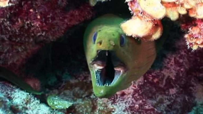 Paraísos submarinos - Doce leguas