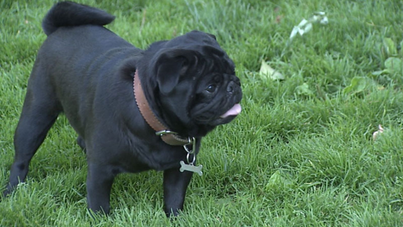 Cuidadores de mascotas en vacaciones