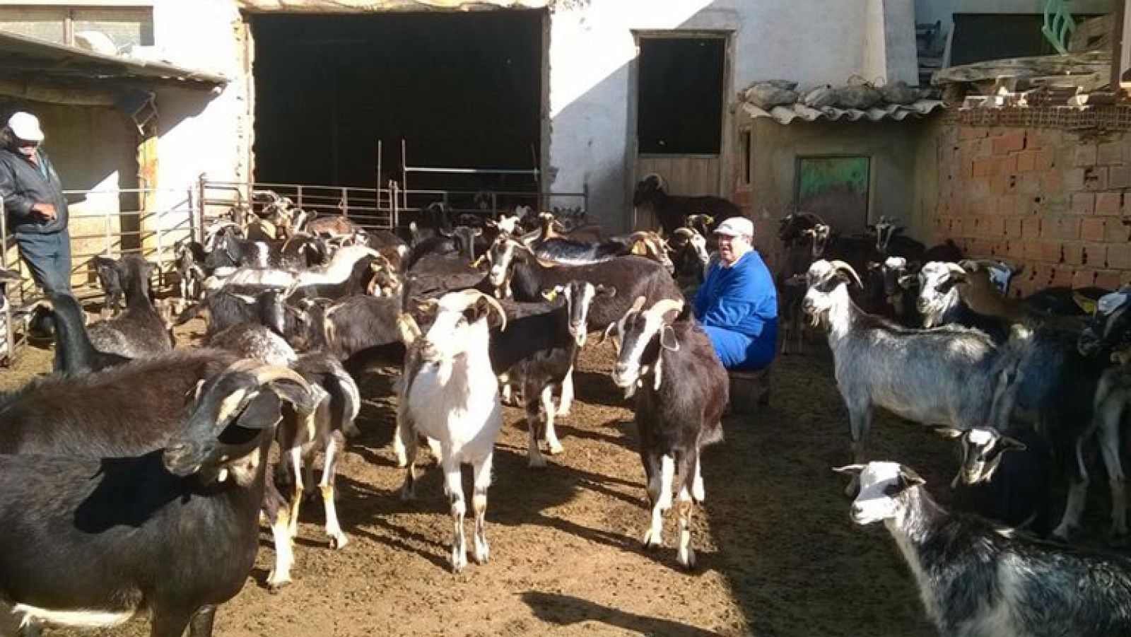 El penúltimo cabrero de la Sierra de Guadarrama
