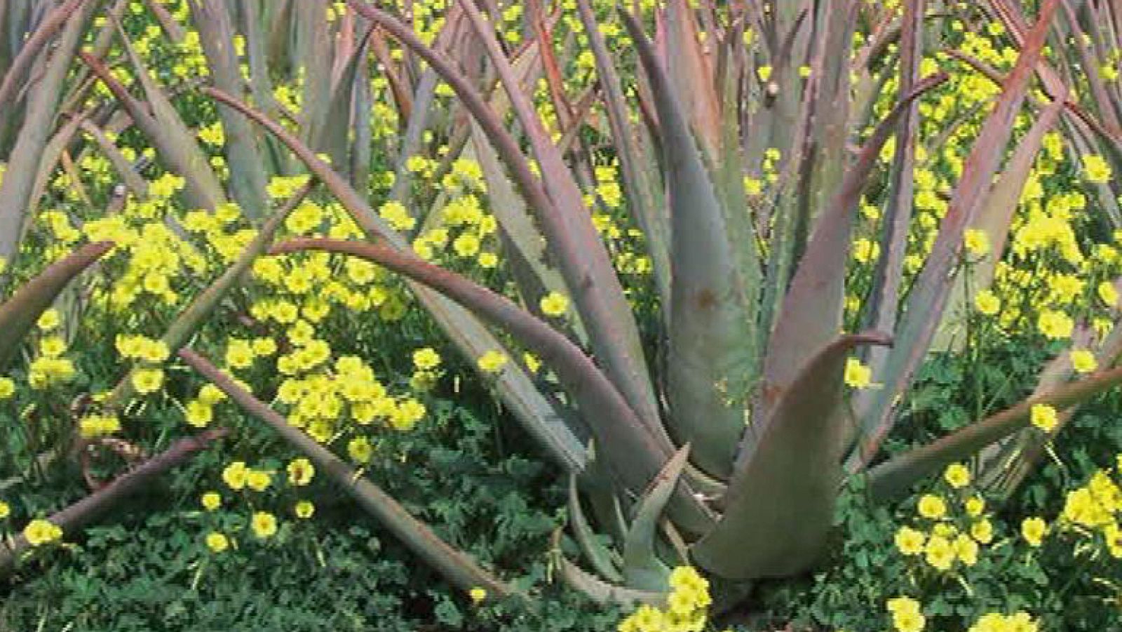 ¡El milagro del aloe vera! Una planta muy saludable