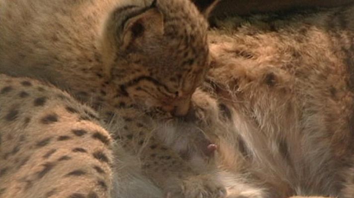 Aquí la Tierra - El programa de cría del lince ibérico, un éxito rotundo