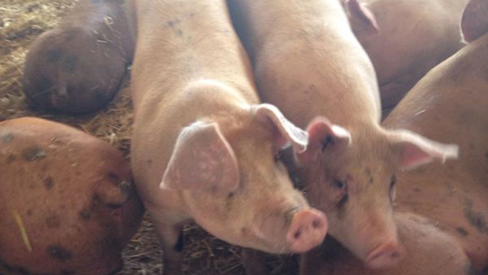 Cantimpalos con "s" y su chorizo...¡no, pero muy rico