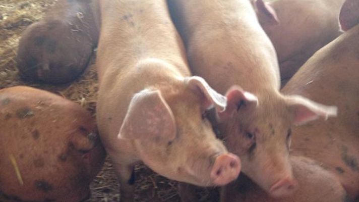 Aquí la Tierra - Cantimpalos con "s" y su chorizo...¡no, pero muy rico!