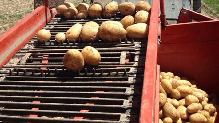 Aquí la Tierra - Patatas con denominación de origen: Segovia