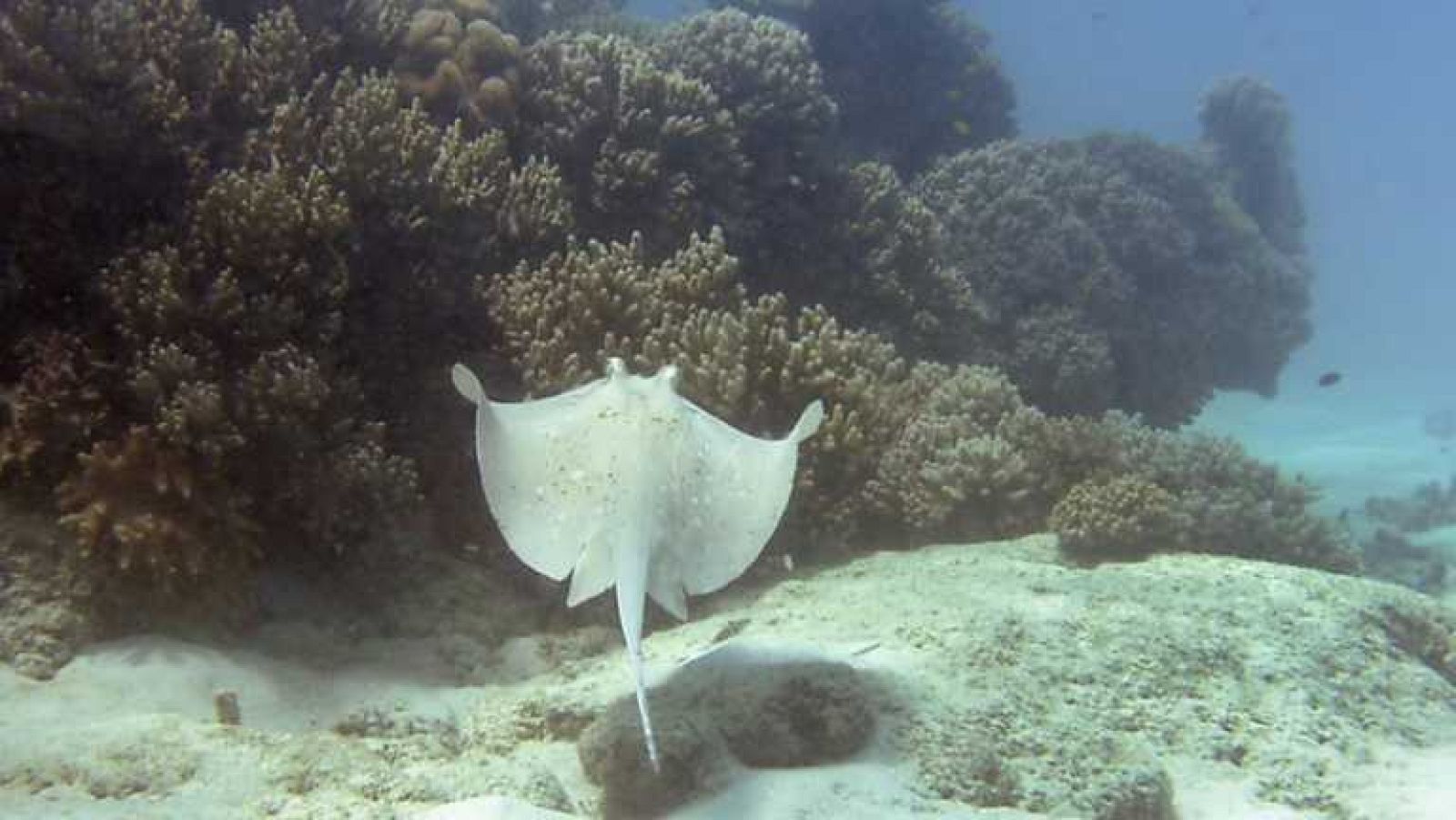 Paraísos submarinos - Paraiso maldito - Ver ahora