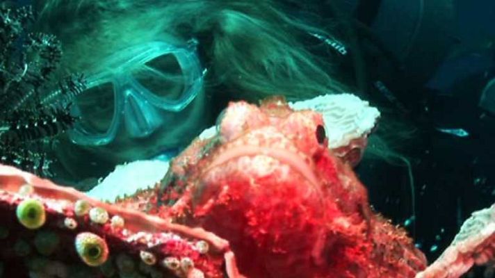 Paraísos submarinos - Ruta Molucas