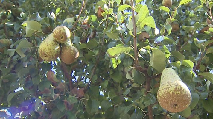 Telediario 1 - Consecuencias del veto ruso