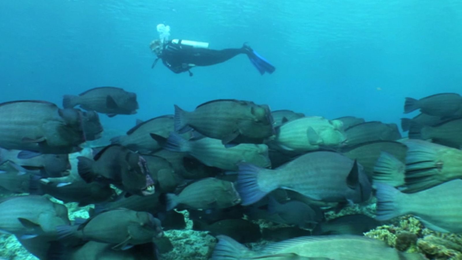 Paraísos submarinos: Malasia y las islas Fidji