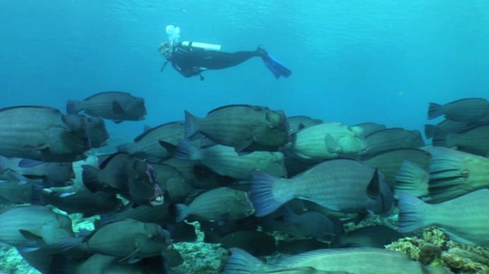 Paraísos submarinos - Paraísos submarinos: Malasia y las islas Fidji