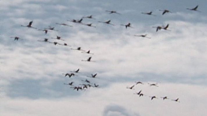 Aquí la Tierra - ¿En qué se parece un ciclista a un pájaro?