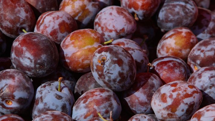 Telediario 1 - El cerrojazo del mercado ruso puede hundir los márgenes comerciales de los agricultores españoles