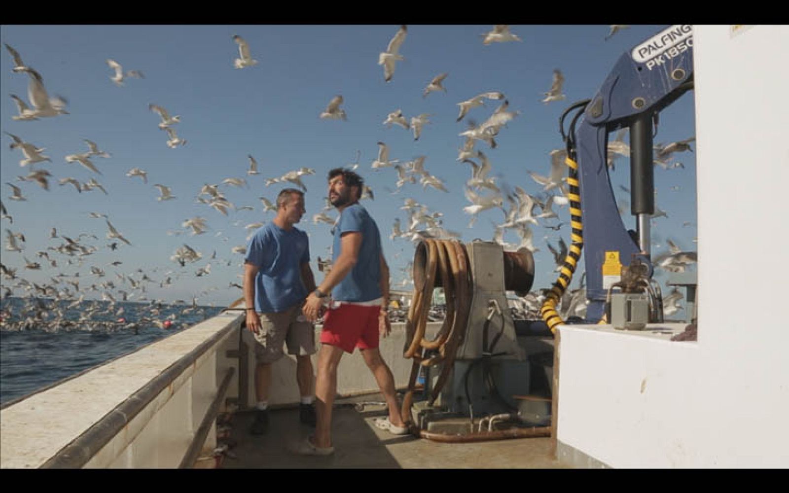 Capitán Q - Bandadas de gaviotas