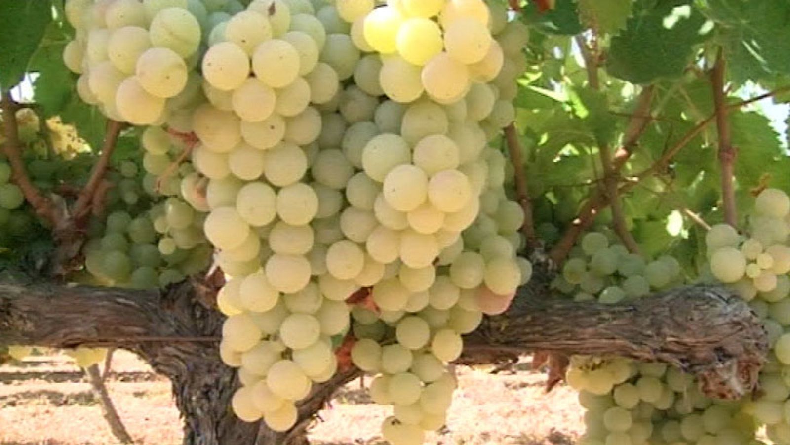 Comienza la vendimia en algunas zonas de España