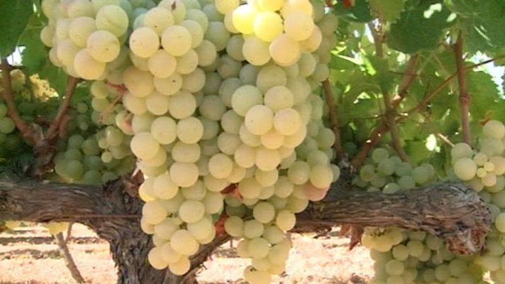 Telediario 1 - Comienza la vendimia