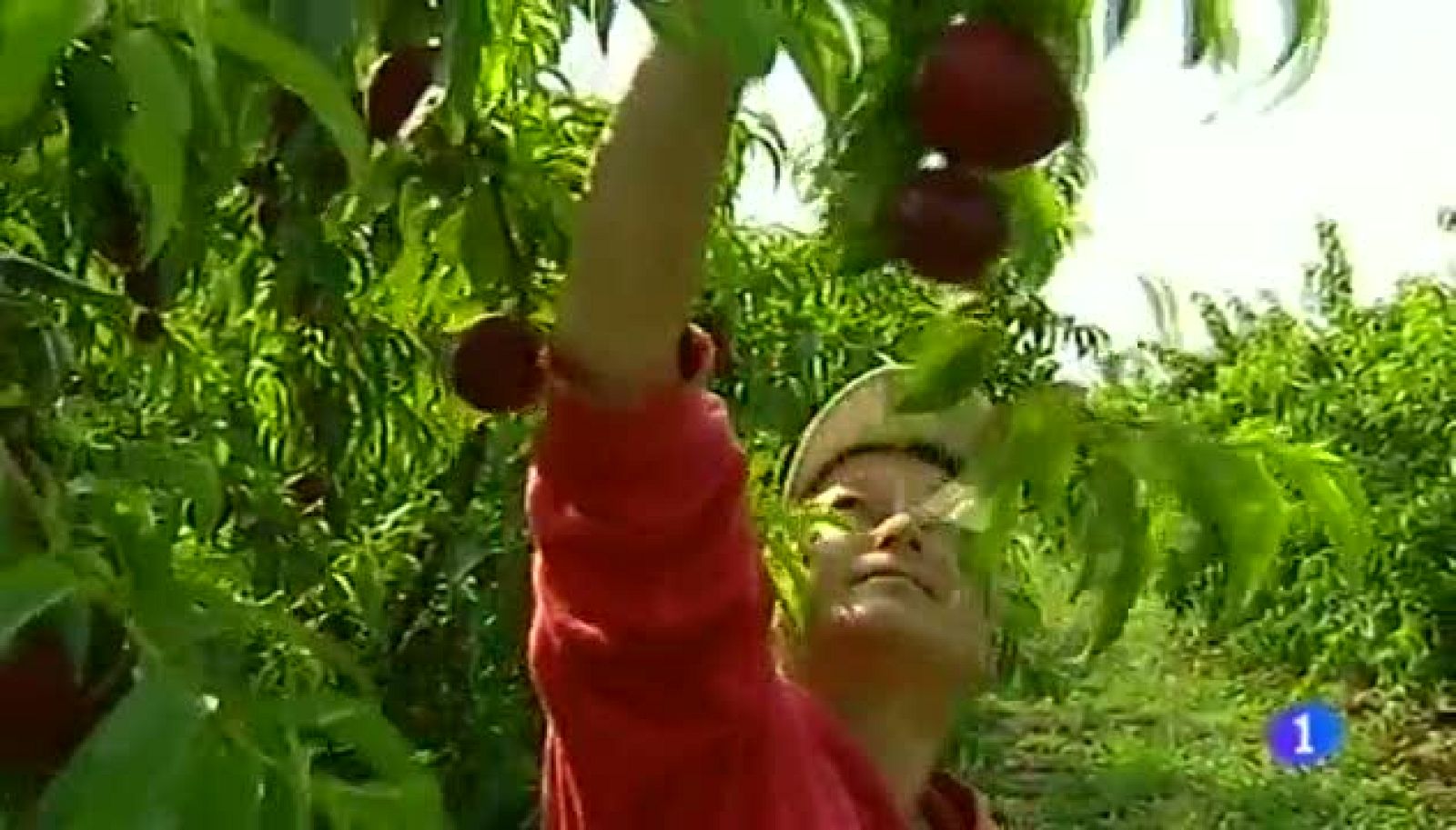 Noticias Aragón-12/08/14 | Ver