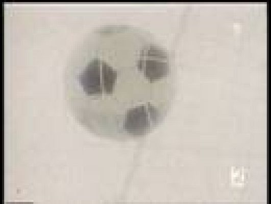  - Campeones hacia el Mundial- Oliver y Benji