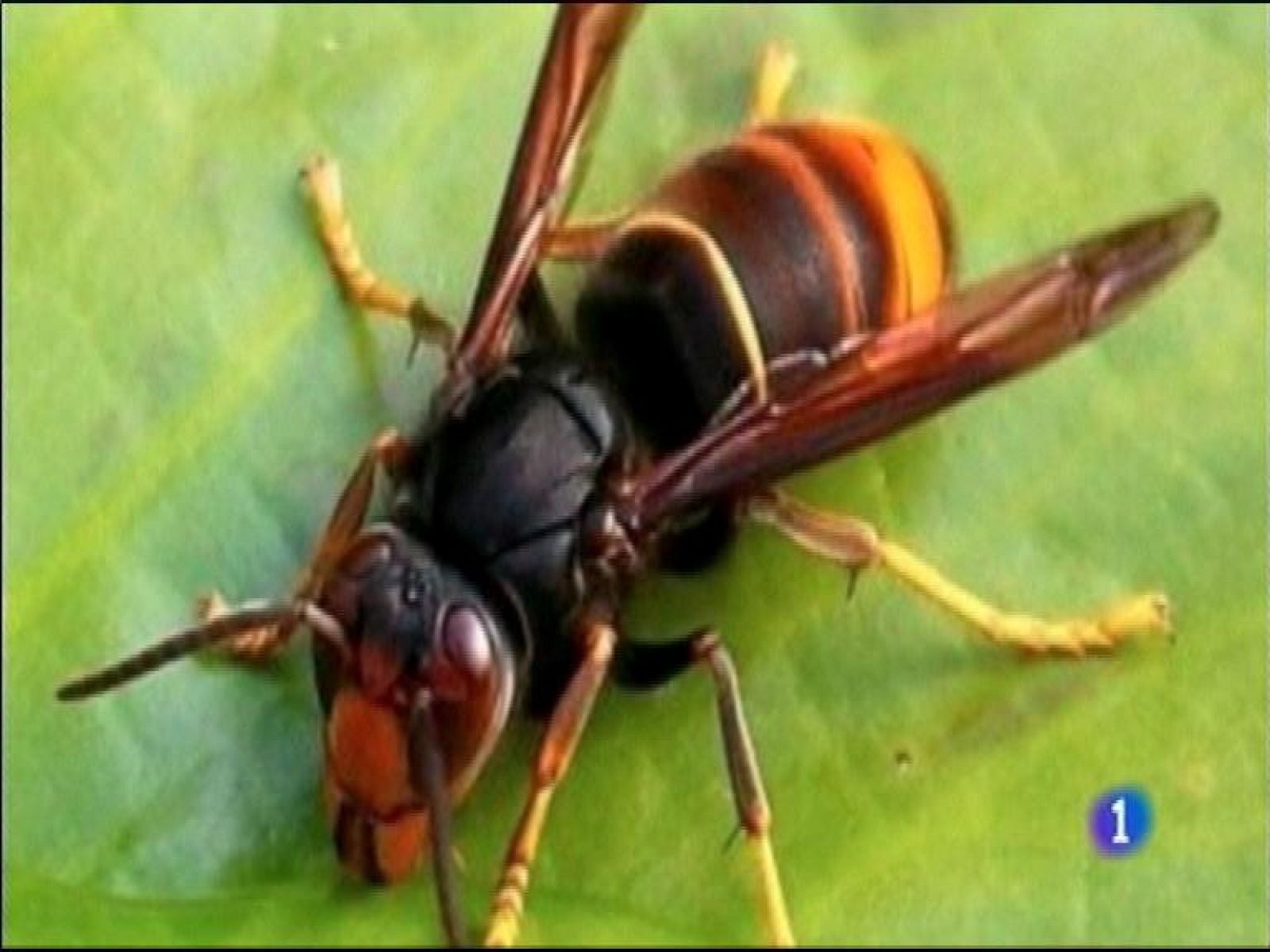 Panorama Regional 2 - 13/08/14 | Ver