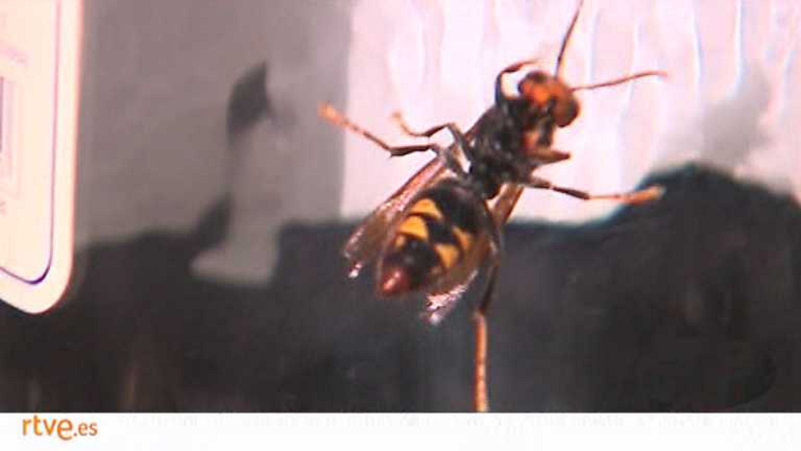 España en 24 horas - 13/08/14 - Ver ahora