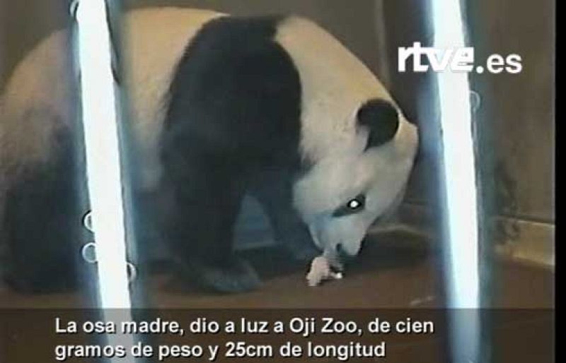 Nace en Japón un panda gigante concebido artificialmente