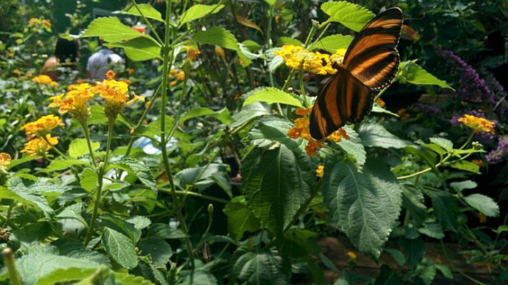 Aquí la Tierra - Mariposas en el estómago ¡y en el aire!