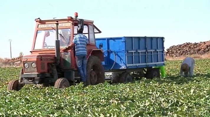 Telediario 1 - Más de 30.000 temporeros llenan estos días los campos
