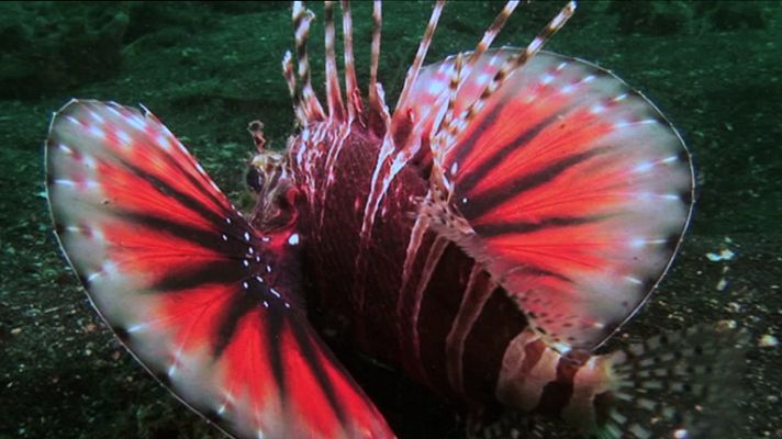 Paraísos submarinos - Paraísos submarinos: Resumen de lo mejor de la serie