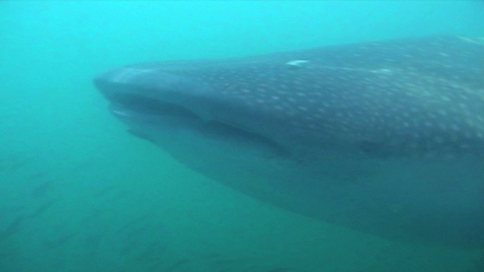 Paraísos submarinos: Costa rica y la gran barrera de coral australiana