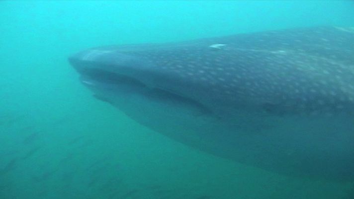 Paraísos submarinos - Paraísos submarinos: Costa rica y la Gran Barrera de Coral australiana