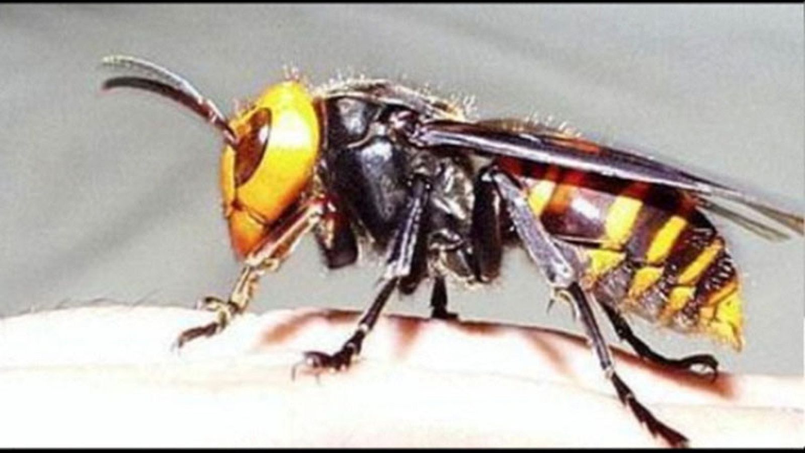 La avispa asiática causa estragos entre las abejas, de las que se alimenta