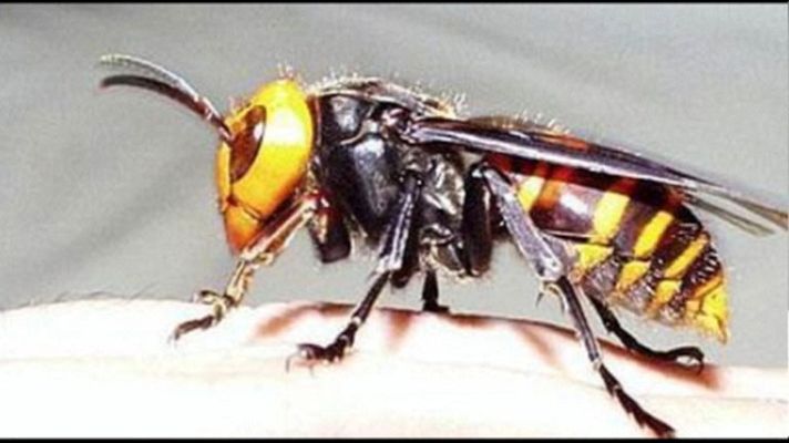 Telediario 1 - La avispa asiática causa estragos entre las abejas