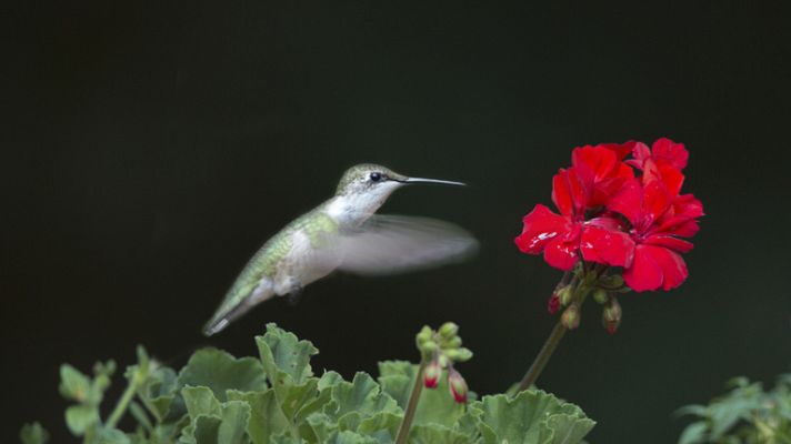 Aquí la Tierra - Colibríes, preciosos mensajeros