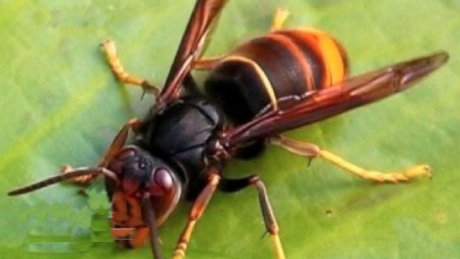 La mañana - Las avispas asesinas