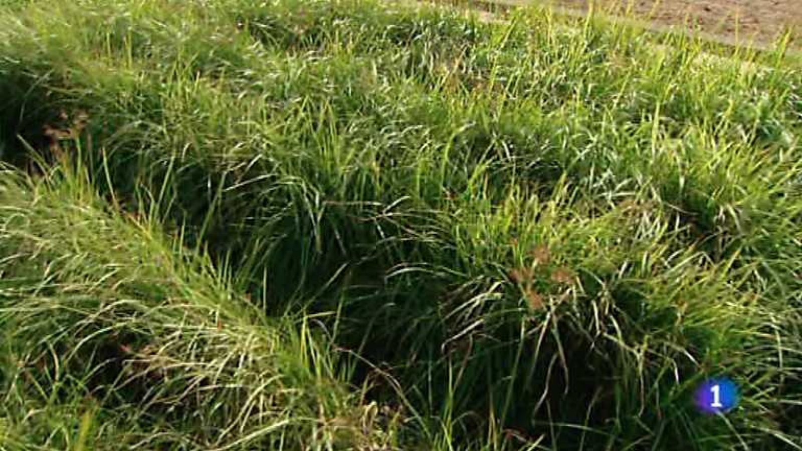 L'Informatiu - Comunitat Valenciana - 19/08/14 - Ver ahora