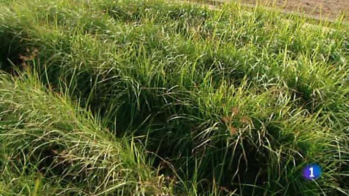 L'informatiu - Comunitat Valenciana - L'Informatiu - Comunitat Valenciana - 19/08/14