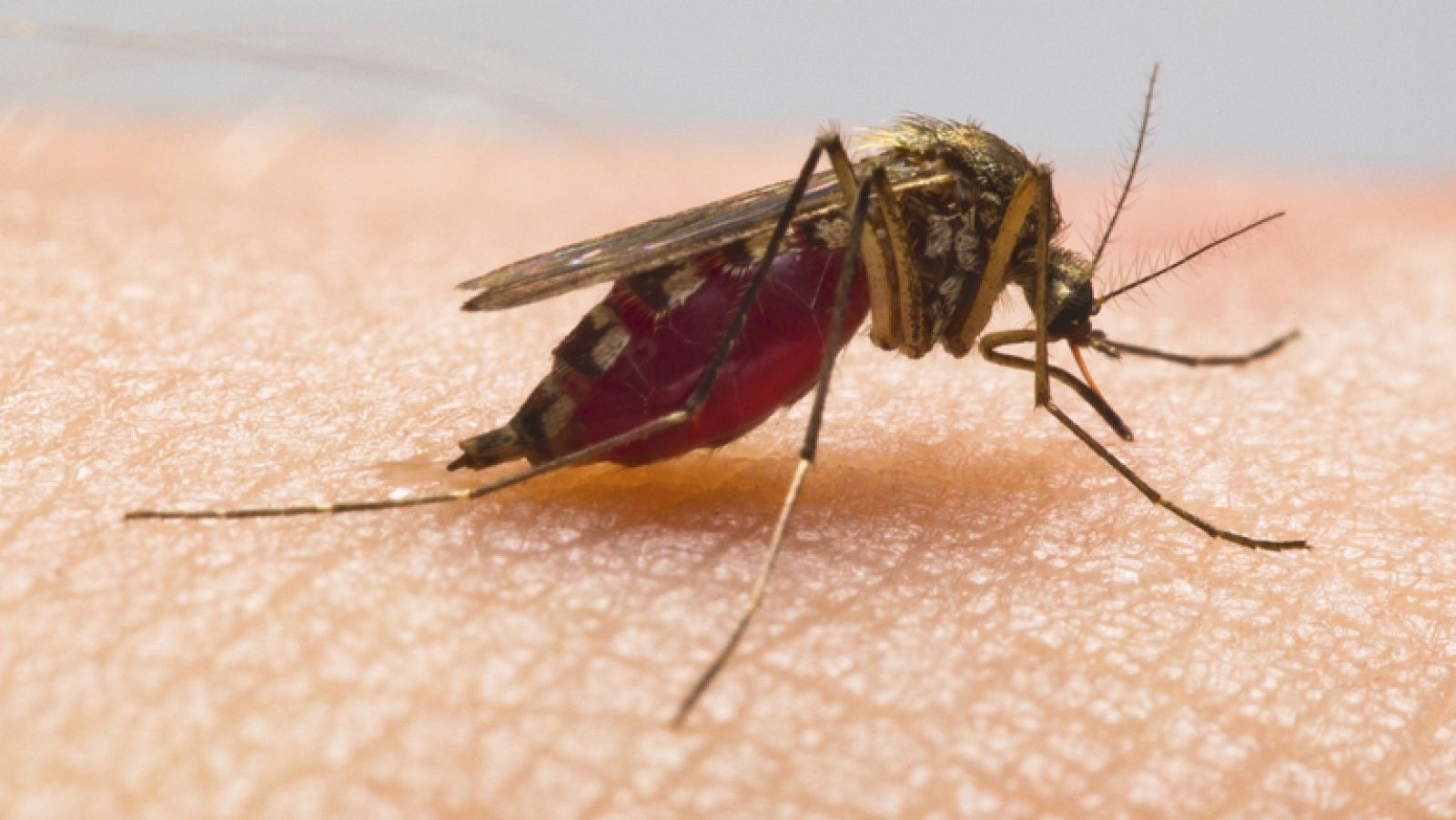 ¡Pican, pican los mosquitos!