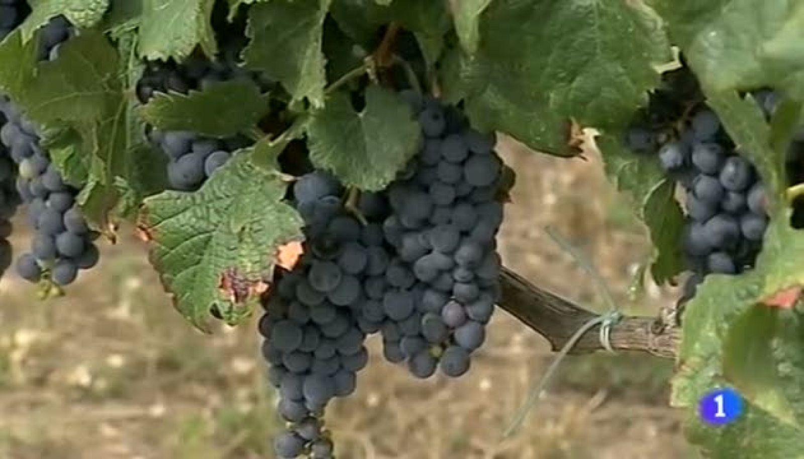 Noticias Aragón-21/08/14 | Ver