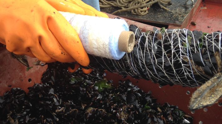 Aquí la Tierra - Mejillones, el tesoro de las Rías Baixas