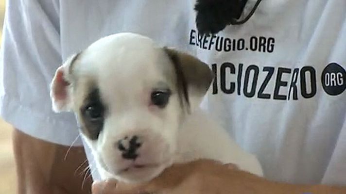 Telediario 1 - Se abandona un animal doméstico cada tres minutos