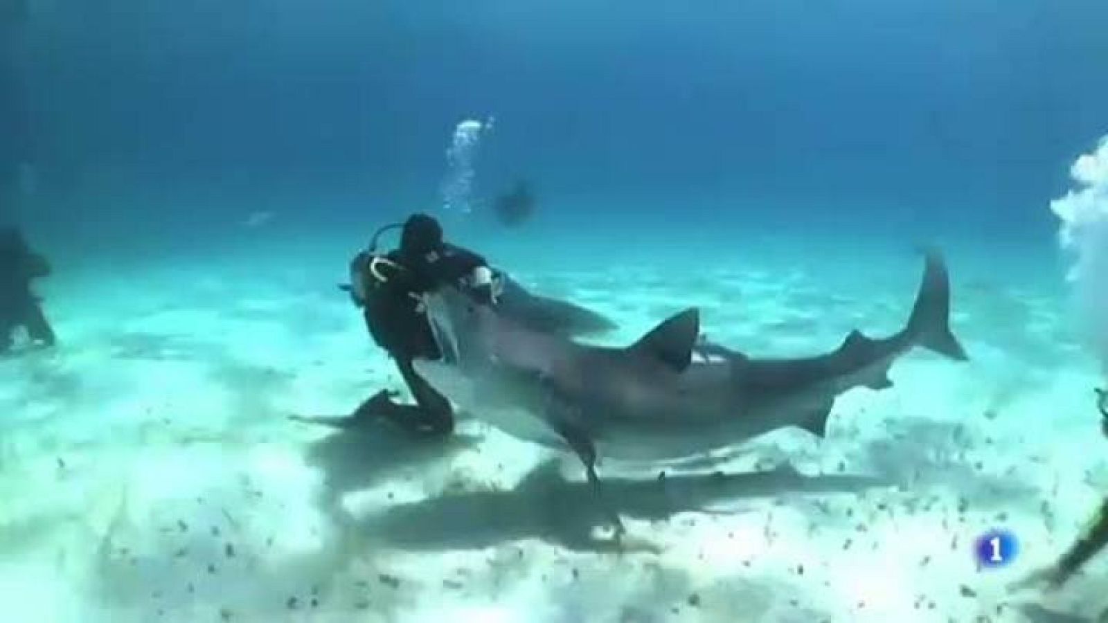 L'home que "ensinistra" els taurons