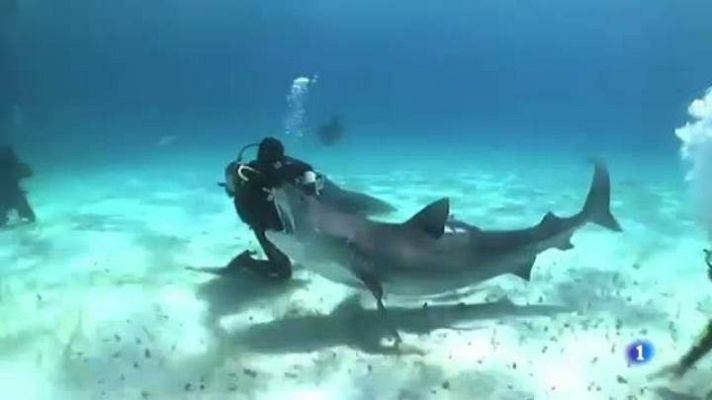 L'Informatiu - L'home que "ensinistra" els taurons