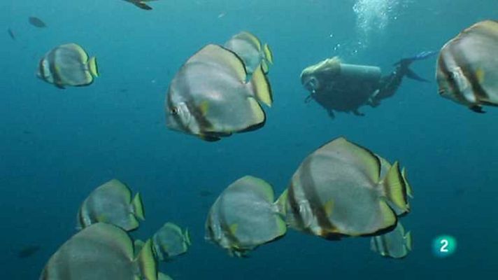 Paraísos submarinos - Tioman y Sipadan