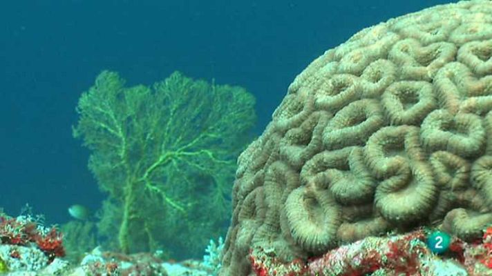 Paraísos submarinos - Arco Iris del Sur