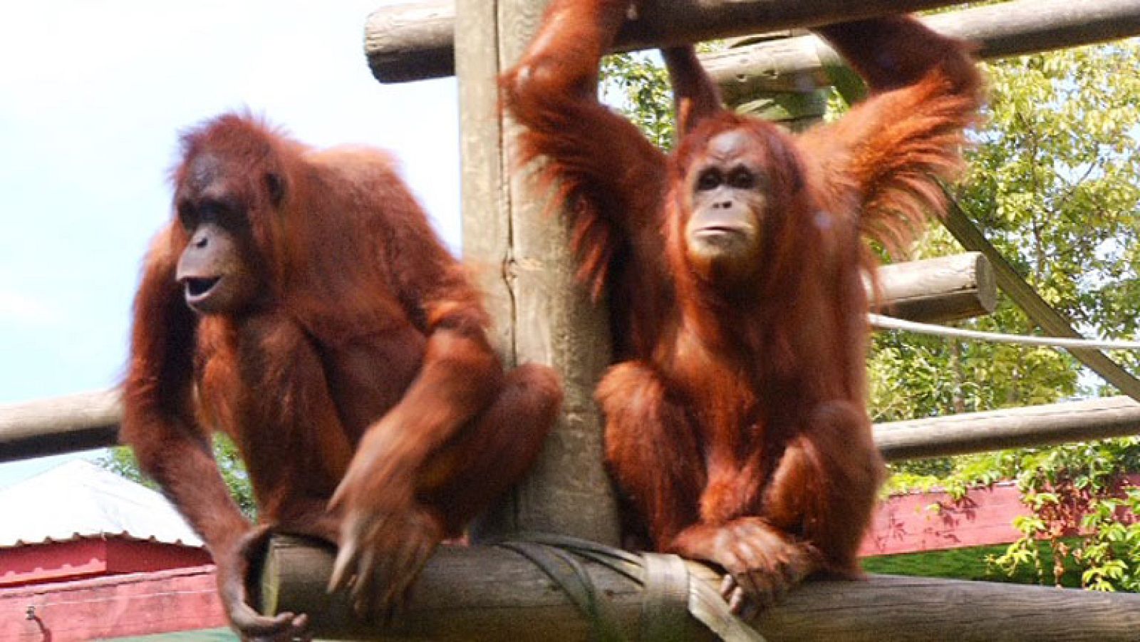 Los más monos del zoo