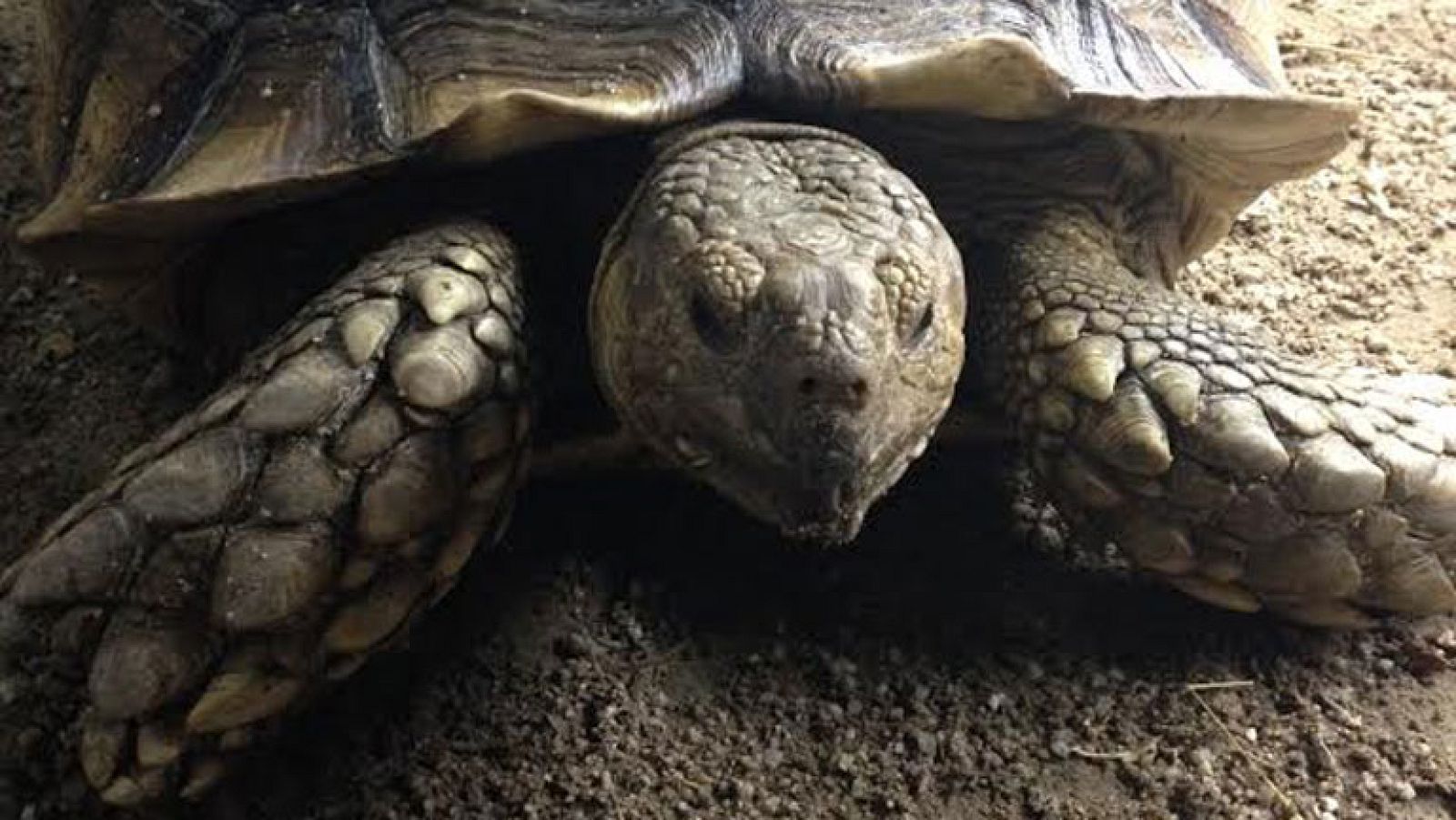 Animales exóticos, no abandonar en caso de verano