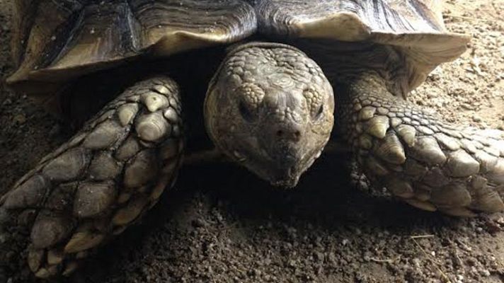 Aquí la Tierra - Animales exóticos, no abandonar en caso de verano