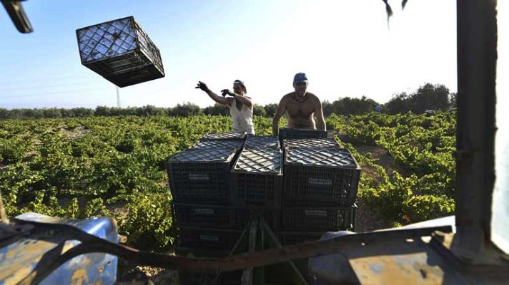 Telediario 1 - Comienza la vendimia con bajada de precios