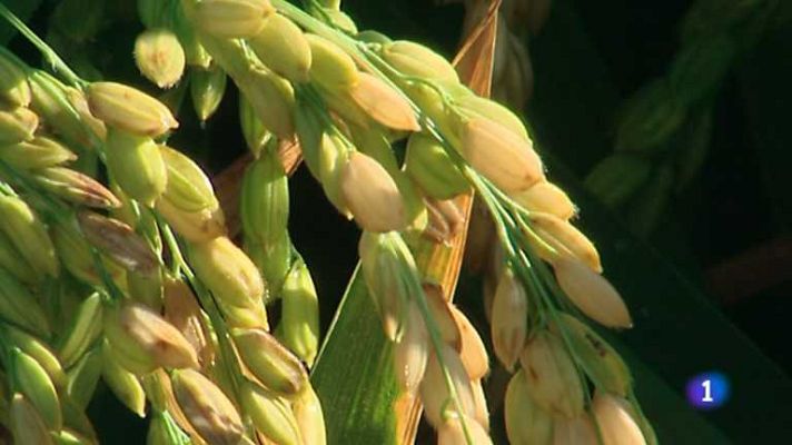 L'informatiu - Comunitat Valenciana - L'Informatiu - Comunitat Valenciana - 04/09/14