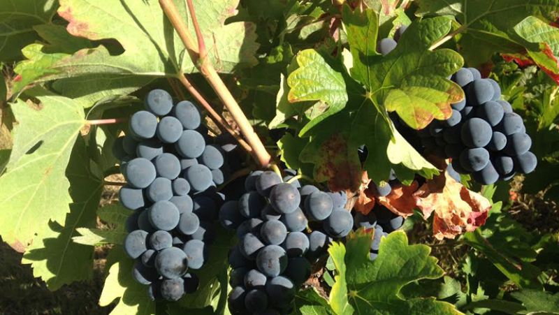 Aquí la Tierra- De muy buena uva