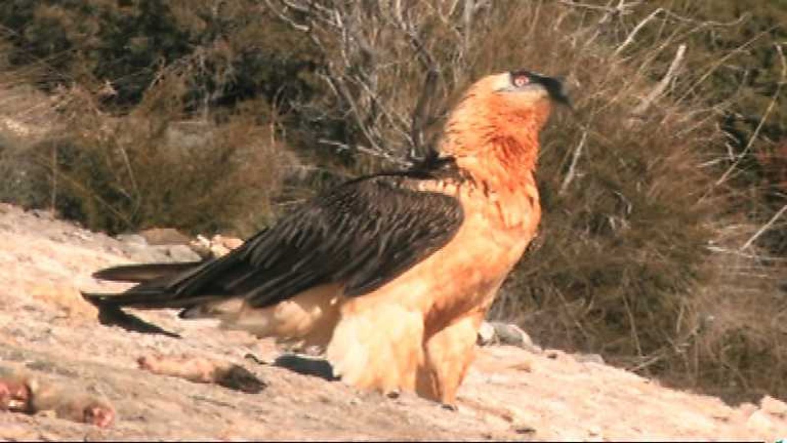 El documental - Sierra de Guara. Donde nacen las aventuras - Ver ahora